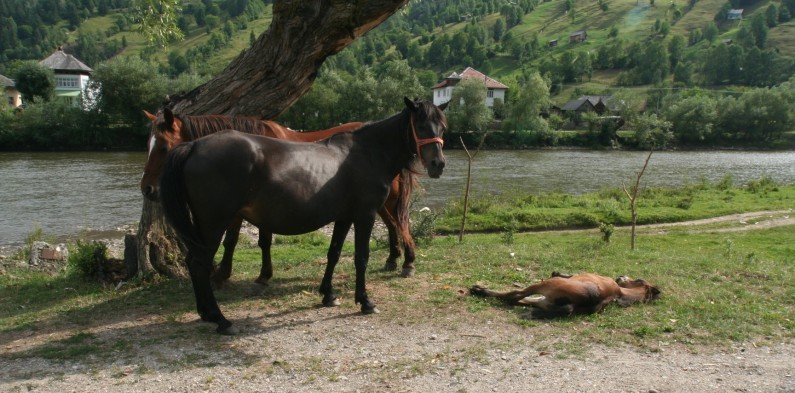 O familie de cai se odihnește