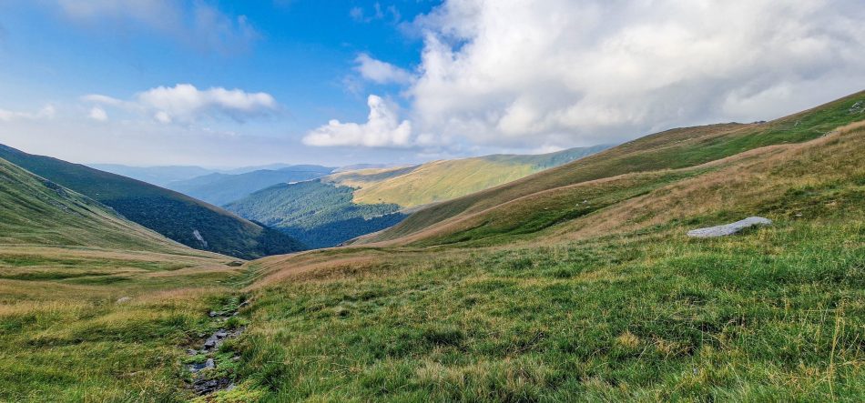 Firișoare de apă într-o zonă mlăștinoasă