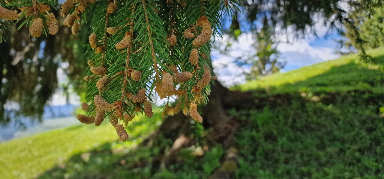 Muguri de pauză