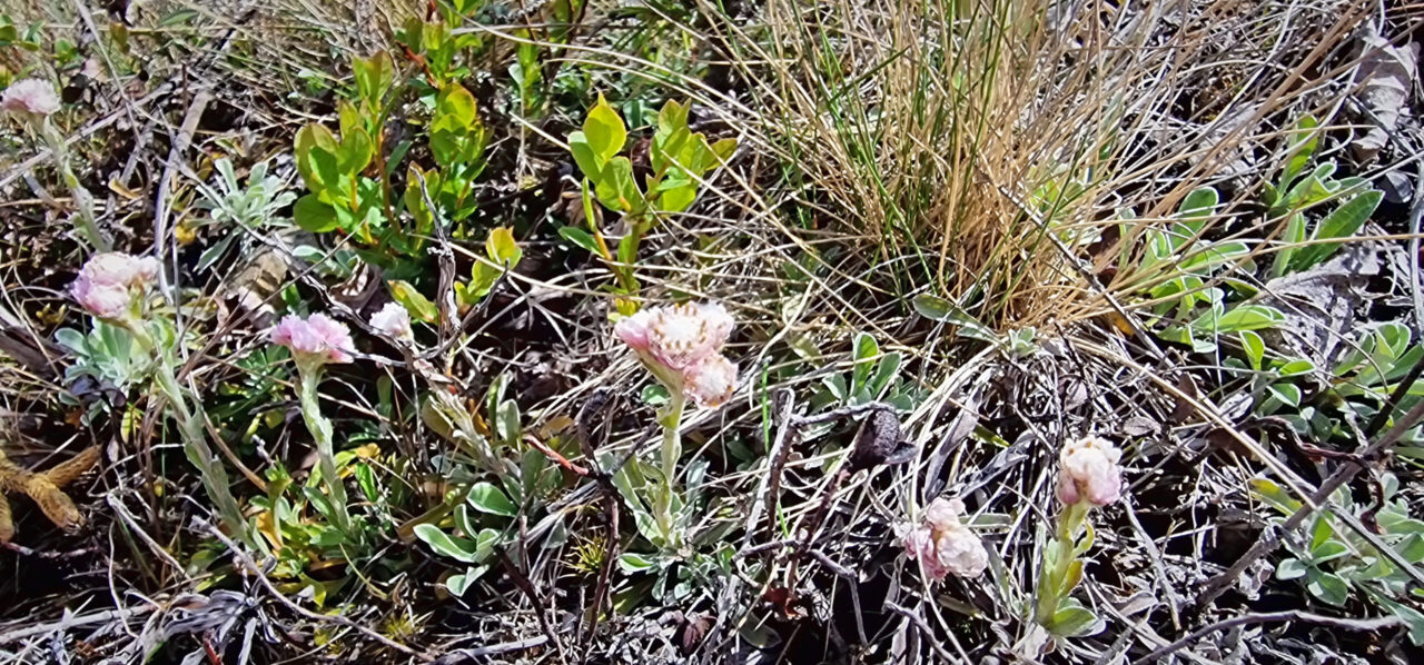 Detaliu floral