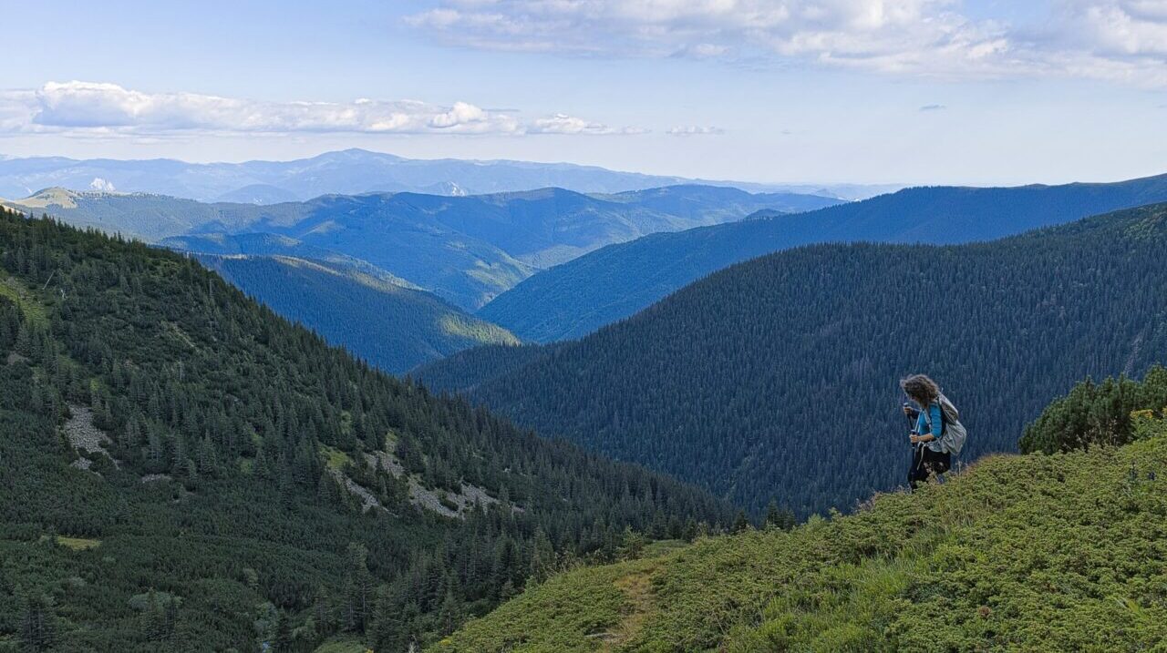 Printre jepișori