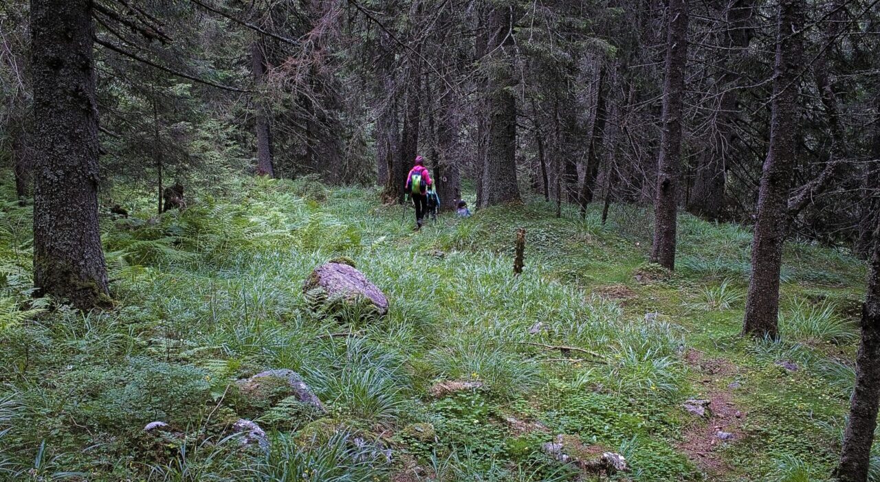 Întrăm înapoi în pădure